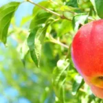 Kisah Pohon Apel