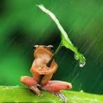 kisah anak katak saat hujan